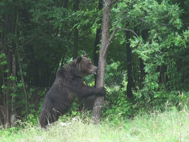 Medveď hnedý (zdroj: Ján Kuchárik)