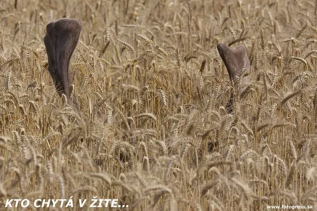 Kto chytá v žite (zdroj: Milan Gross)