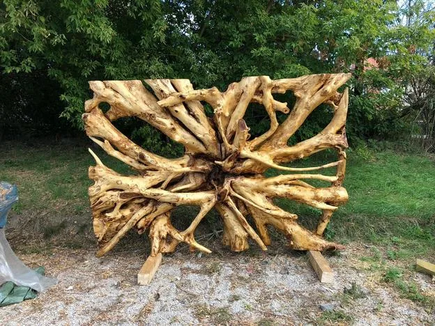 Vyčistený koreň akácie (zdroj: archív ok)