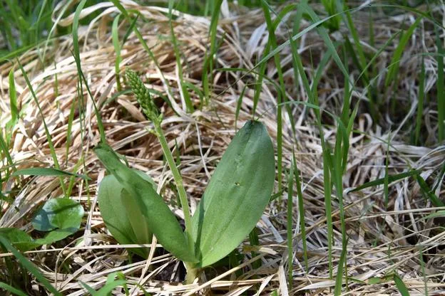 Medzi orchidey patrí i nenápadný bradáčik vajcolistý (zdroj: Táňa Šolomeková)